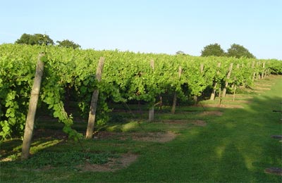 Biddenden Vineyard, Biddenden